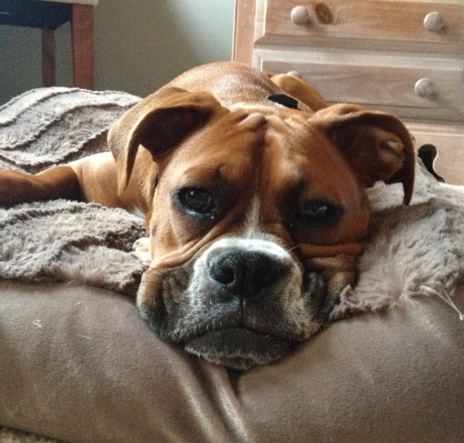 Hey, Dog
