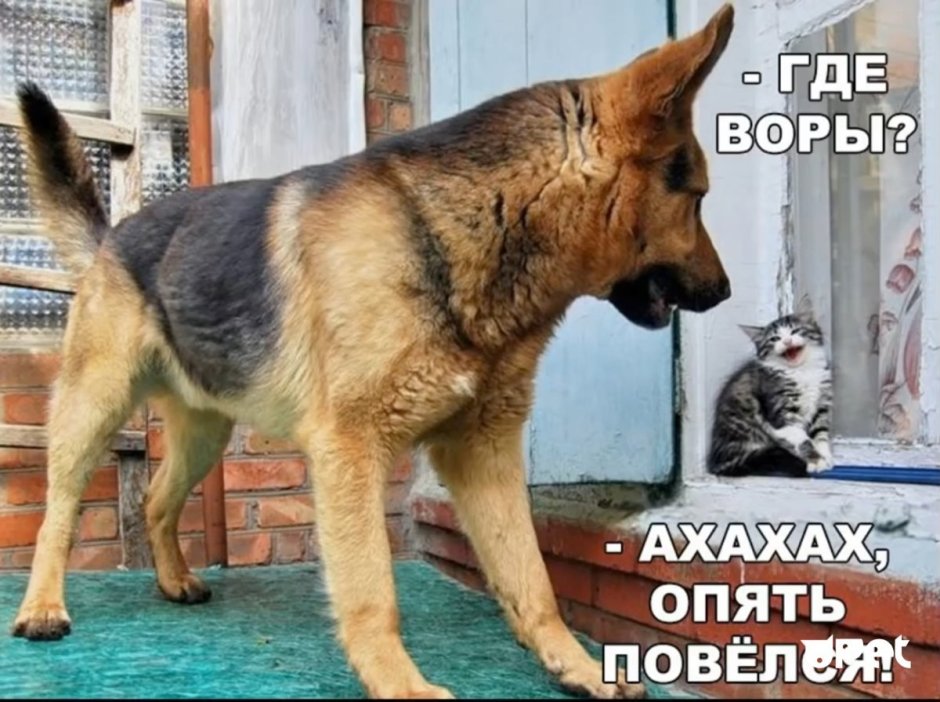 Смешные картинки про собак с надписями