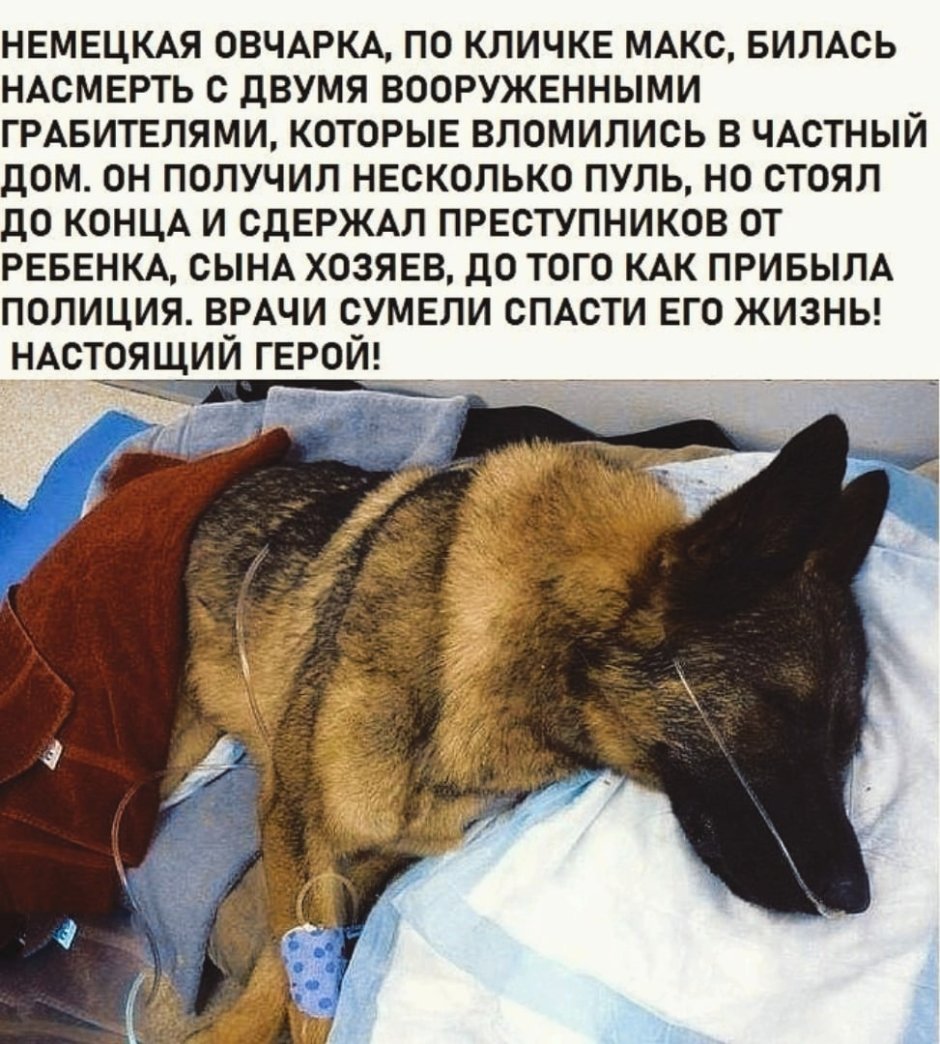 Немецкая овчарка по кличке Макс билась насмерть