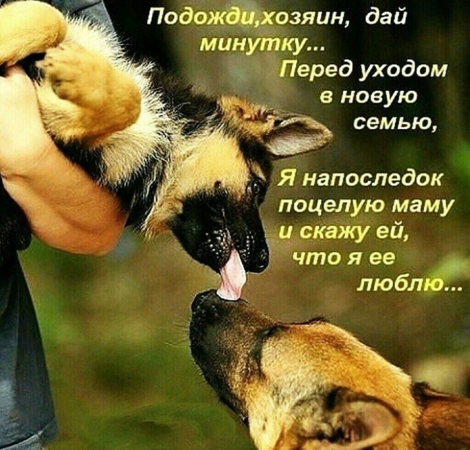 Немецкая овчарка доброе утро