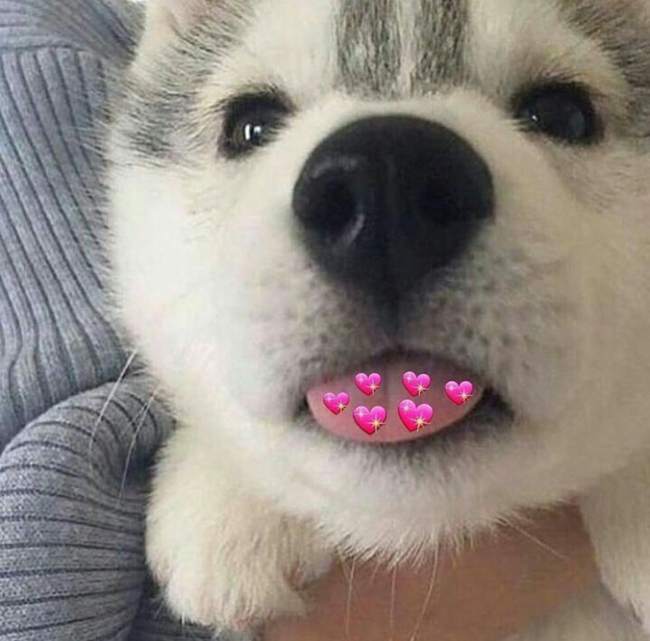 Щенок показывает язык