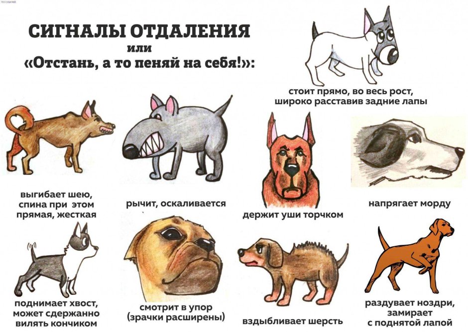 Сигналы собак поведение