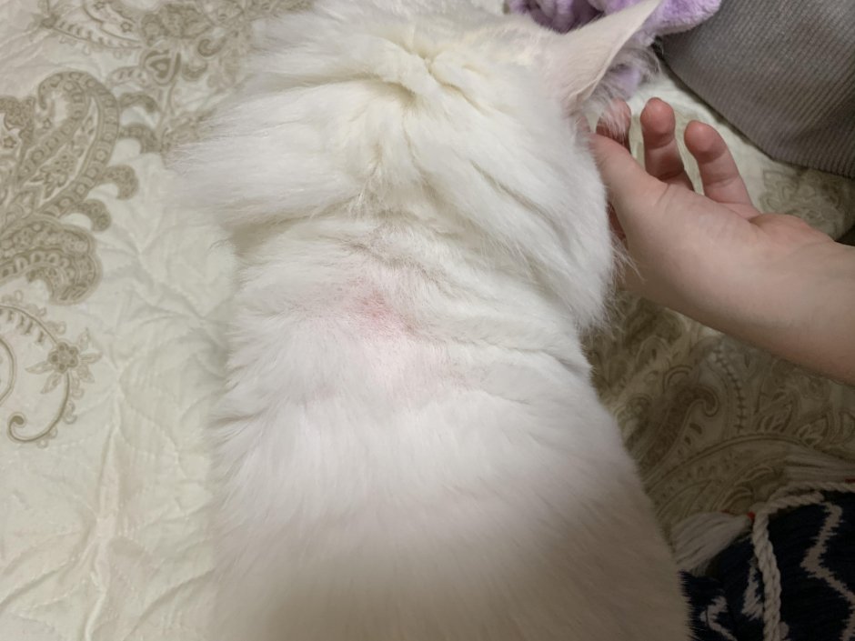 Выпадение шерсти у кота на холке