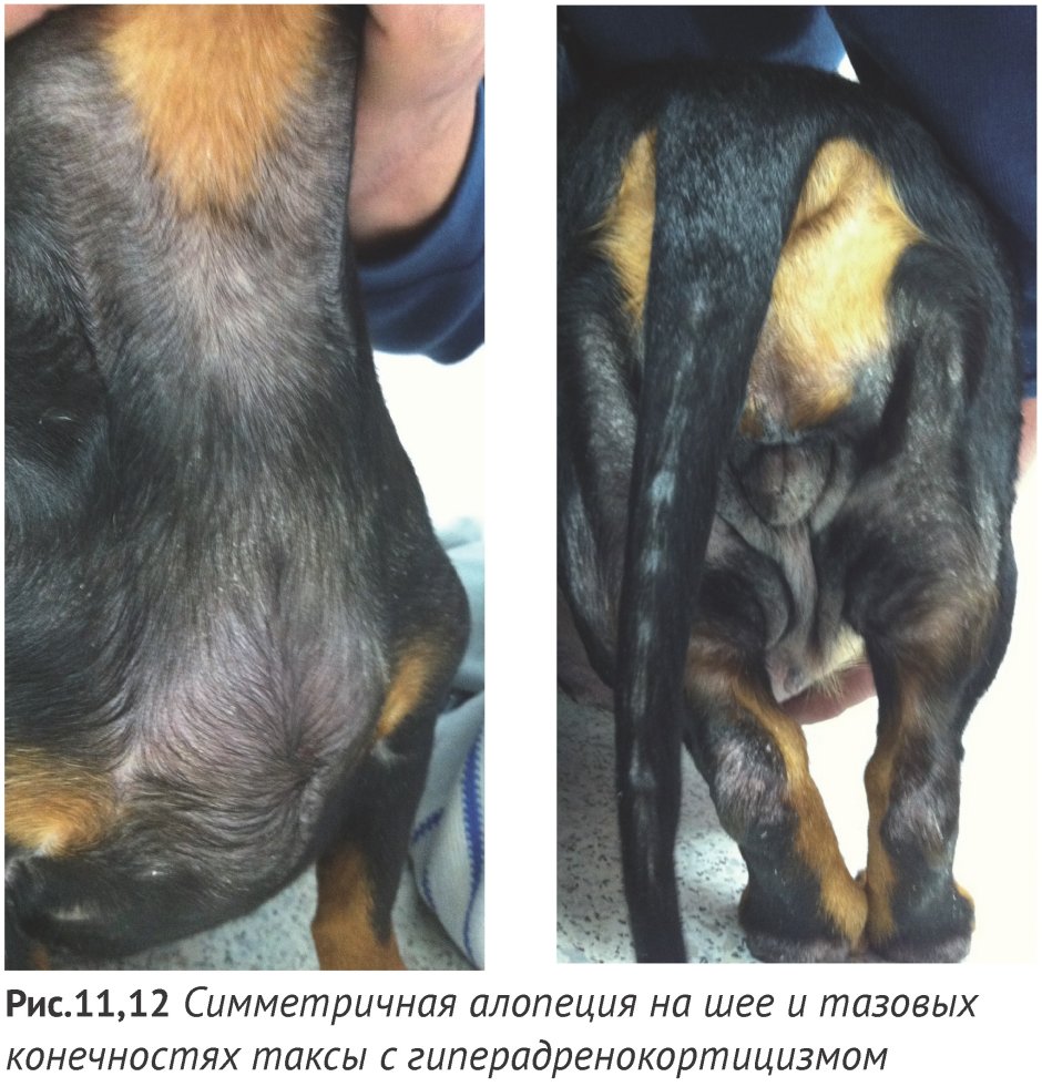 Синдром Кушинга у собак алопеция