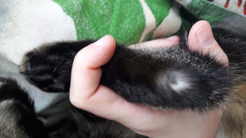 У кота на лапе проплешина