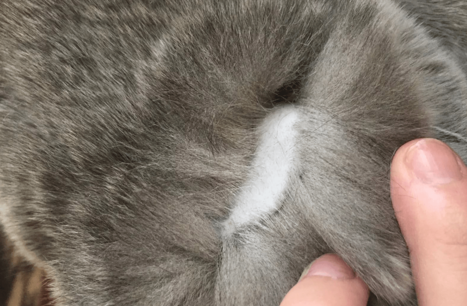 У кота проплешины на шерсти
