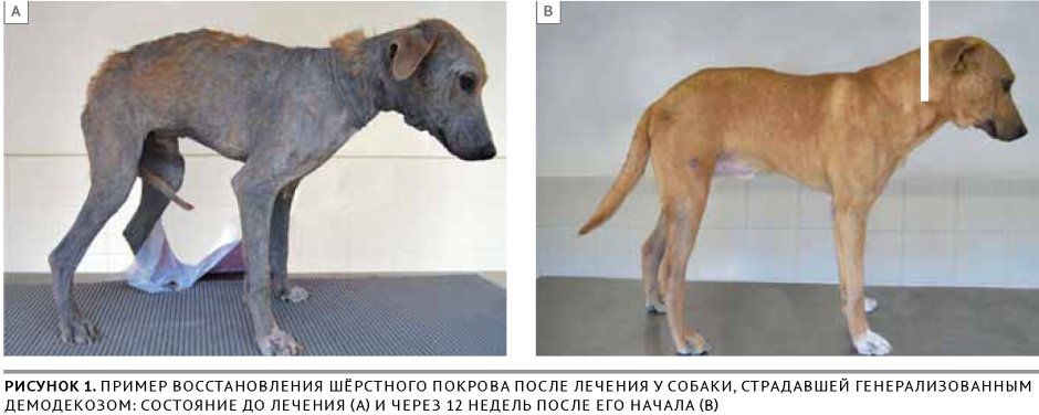 Чешуйчатая форма демодекоза у собак