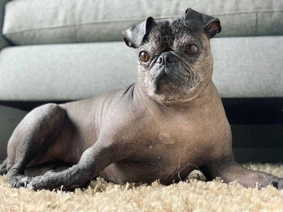 Hairless Pug