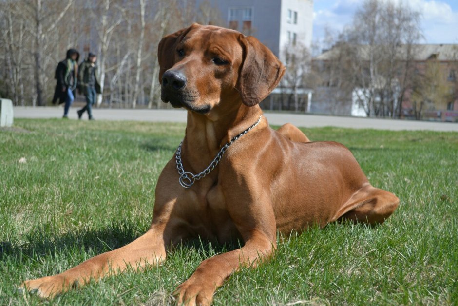 Пропал риджбек Москва