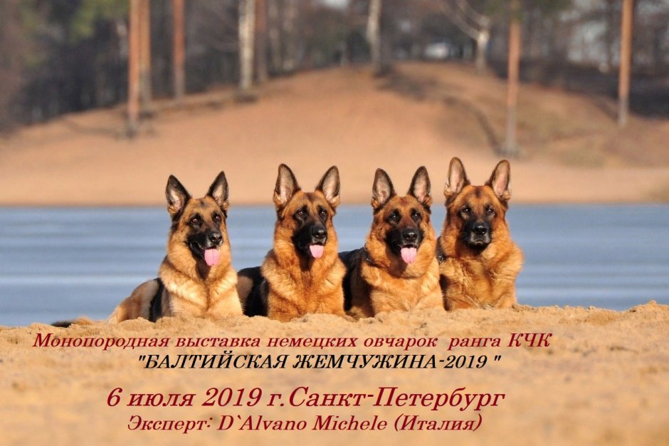 3 Немецкие овчарки
