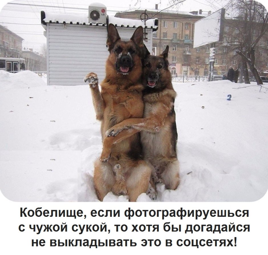 Смешные немецкие овчарки