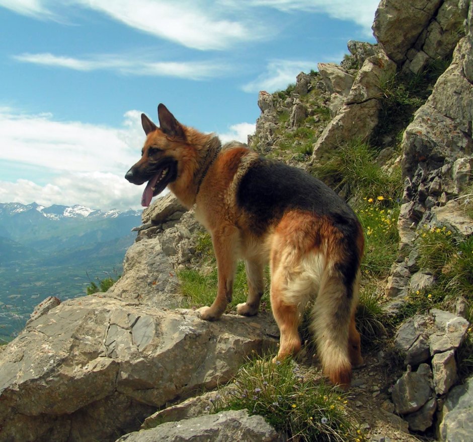 German Shepherd Kennel Types