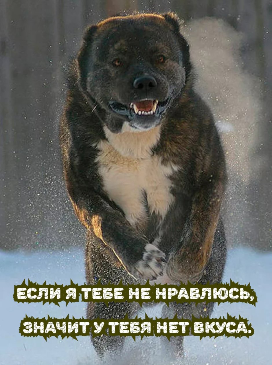 Медведеголовый алабай