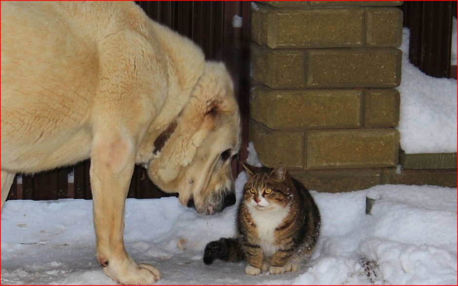 Алабай и кошка