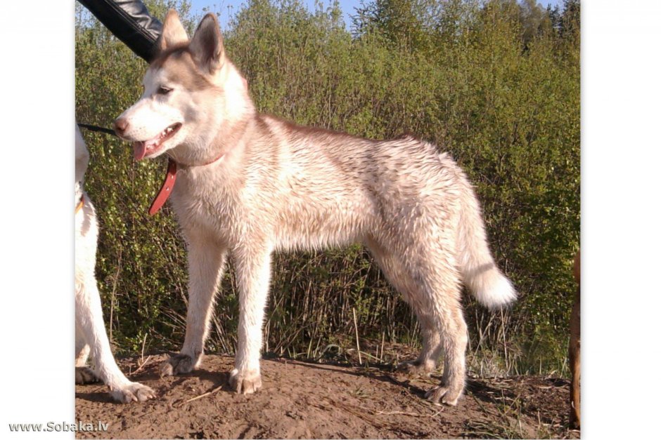 Западно Сибирская овчарка