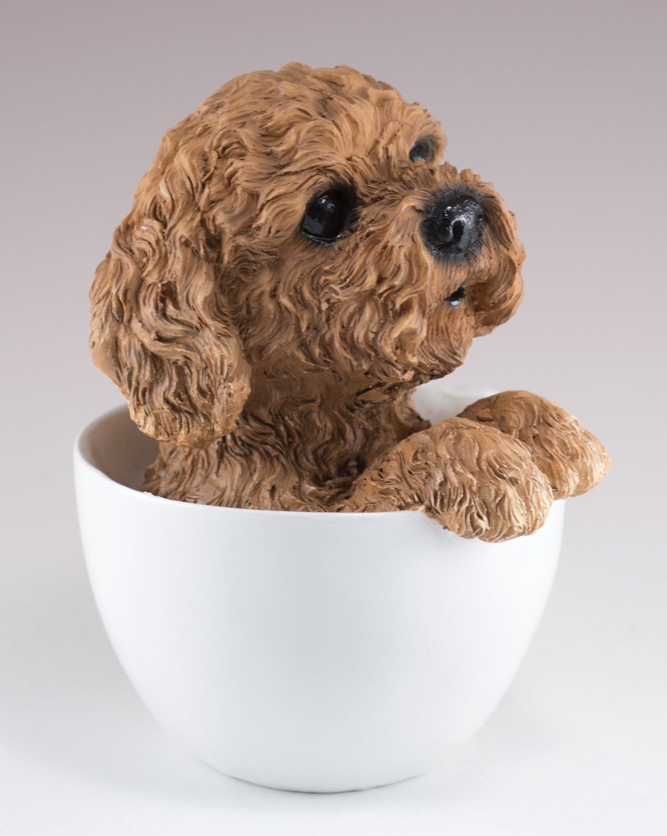 Teacup пудель