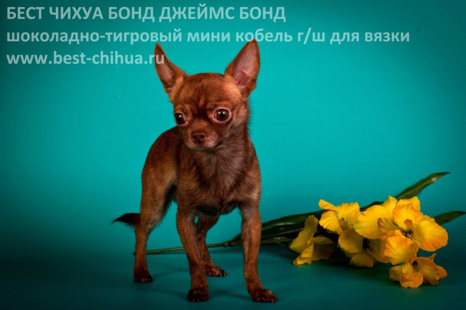 Чихуахуа мини тигровый окрас