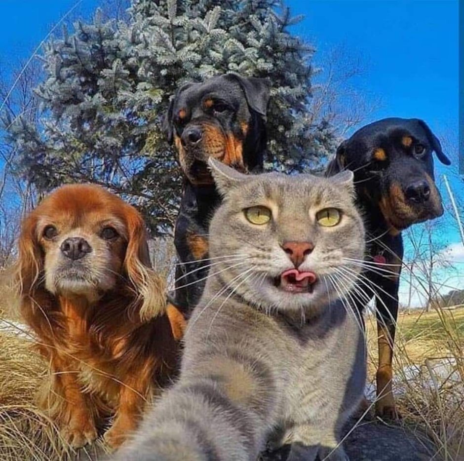 Селфи кота с собаками