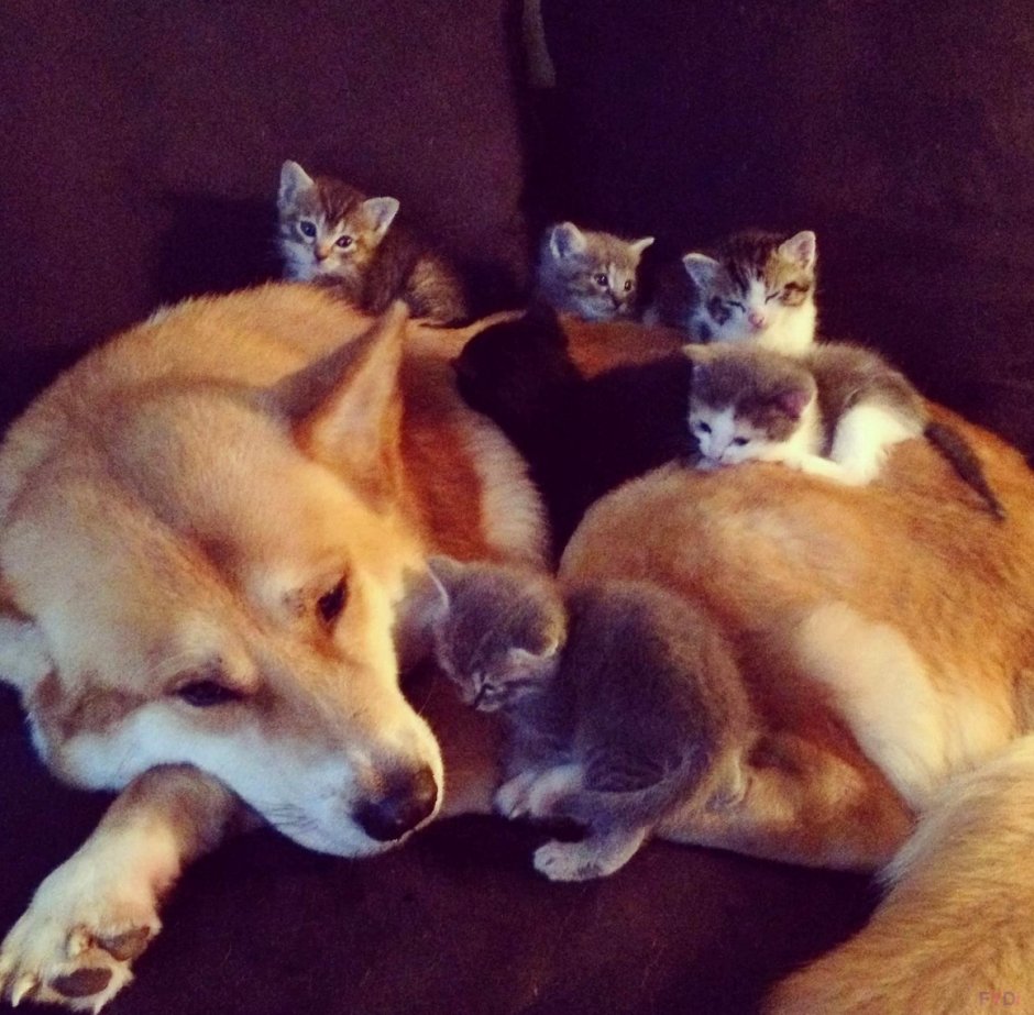 Веселые котята и щенята