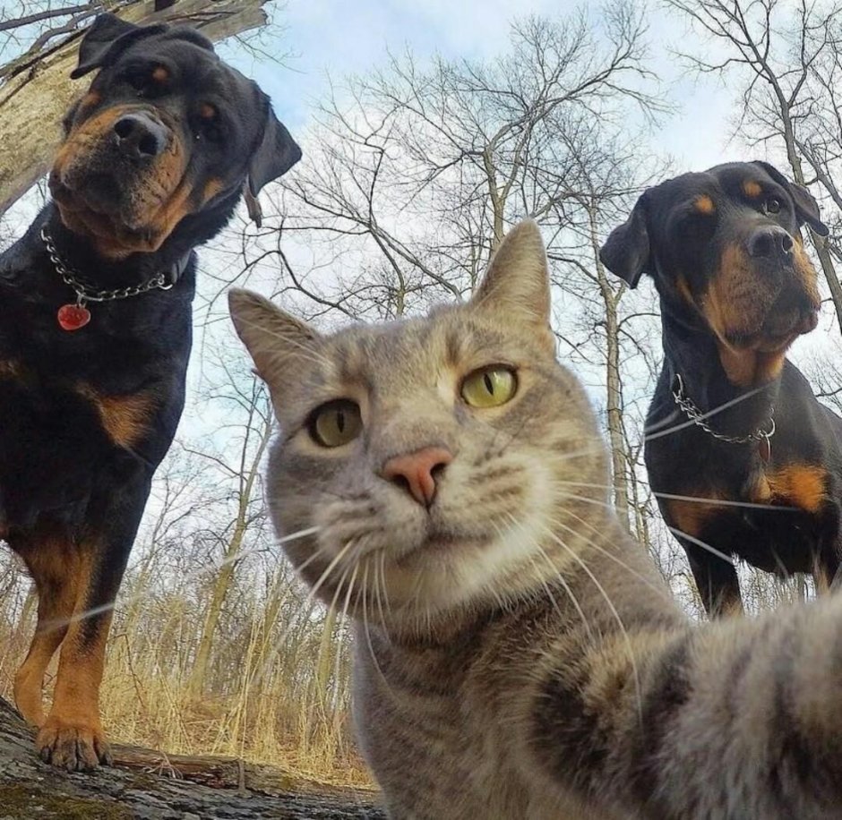 Кот селфи