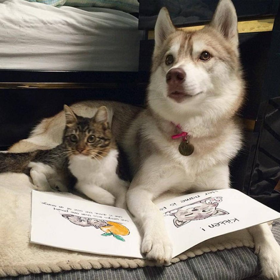 Хаски и котенок