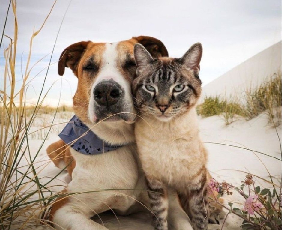 Пес Генри и кот балу