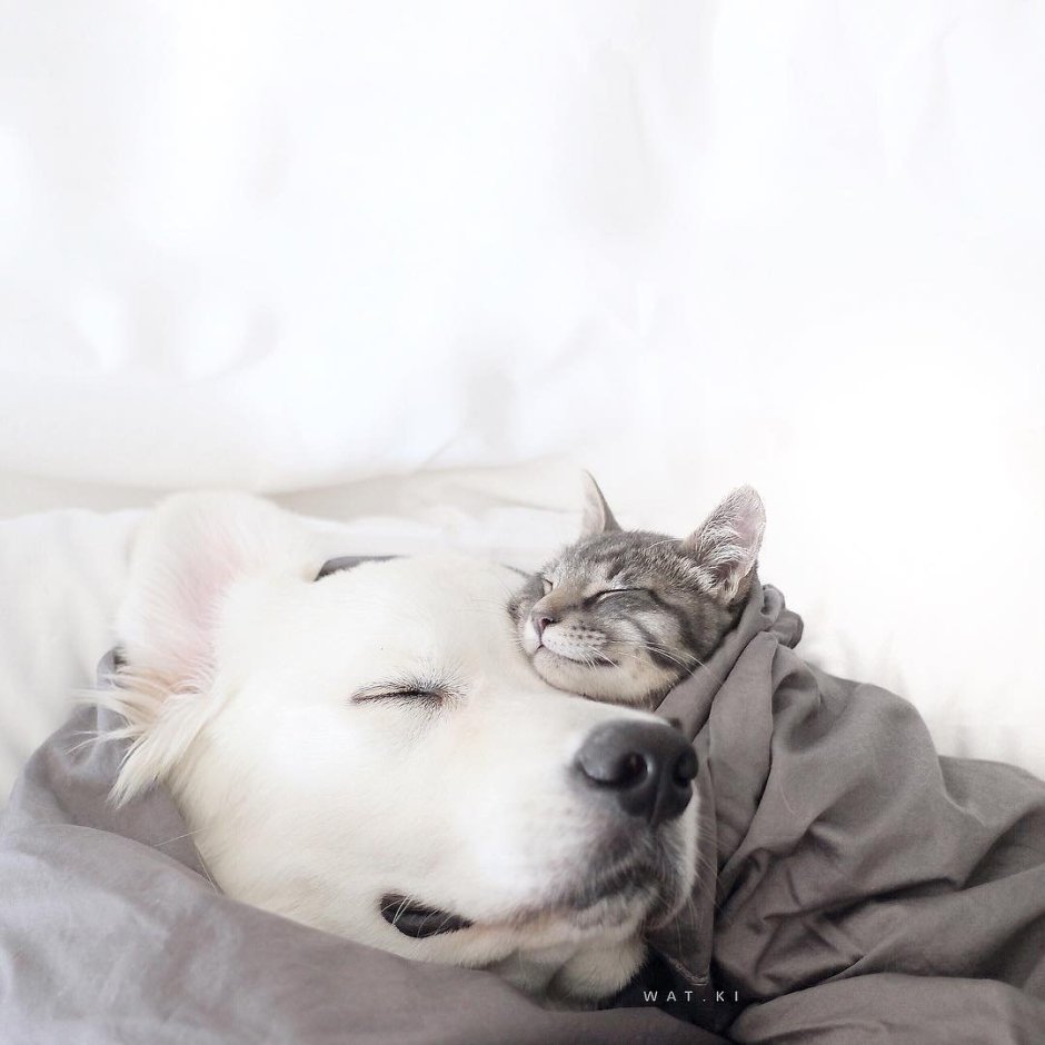 Кот и собака Эстетика