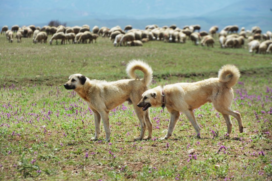 Кангал жанги