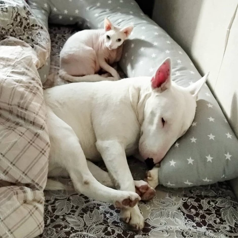 Бультерьер и кошка