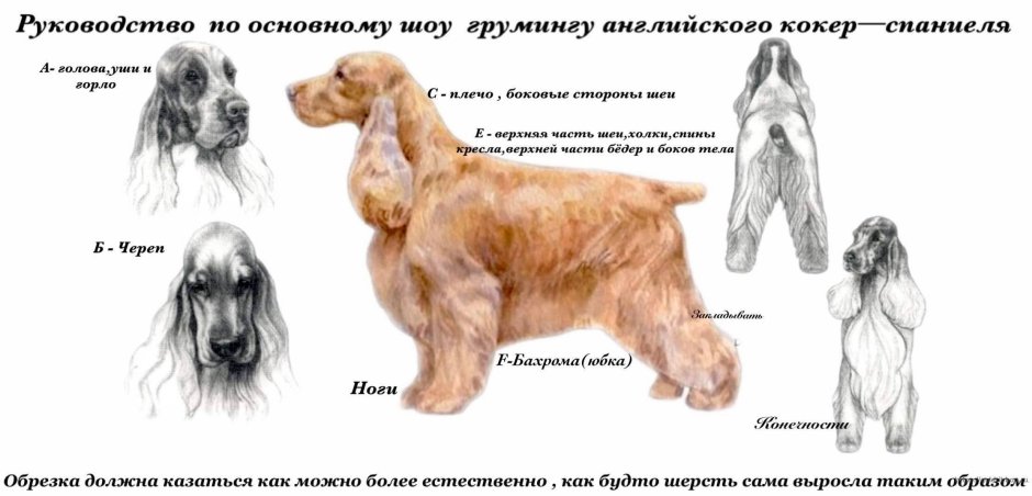 Схема стрижки английского кокер спаниеля