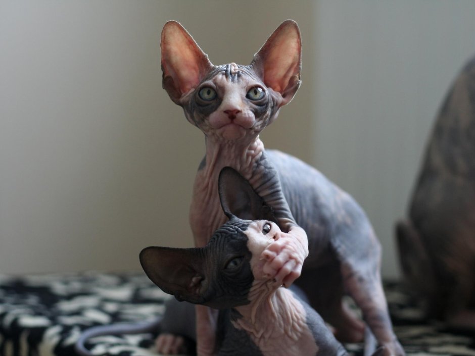 Кошечка сфинкс