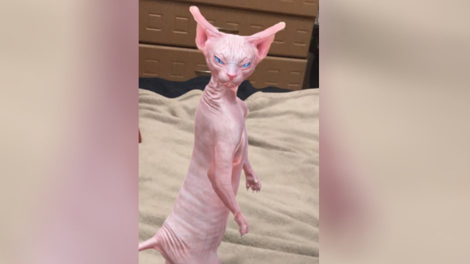 Танцующая кошка сфинкс