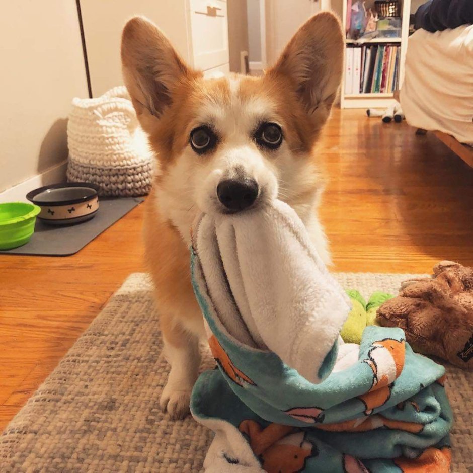 Манчкин и корги