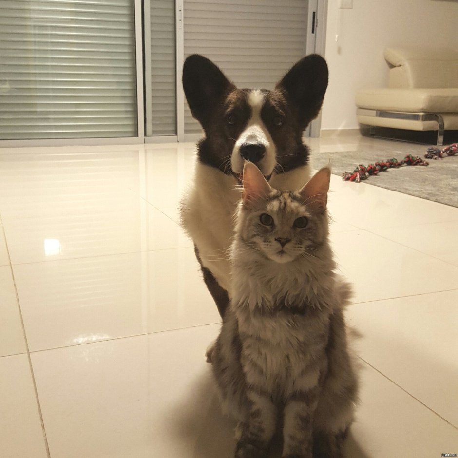 Вельш корги и кот