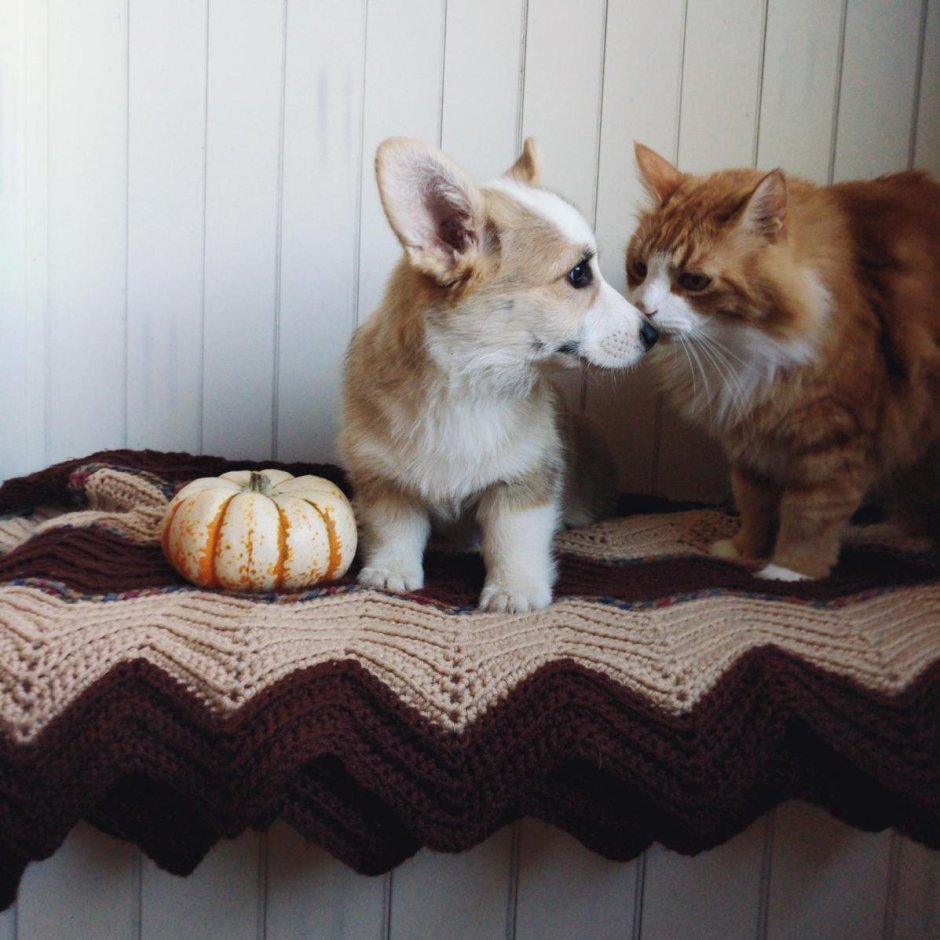 Вельш корги и кот
