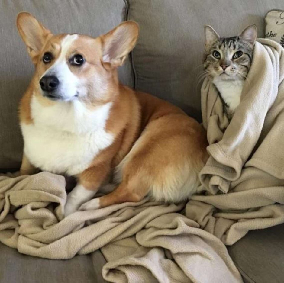 Коты породы корги