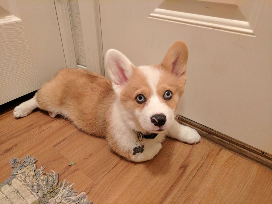 ТИДЖЕЙ корги