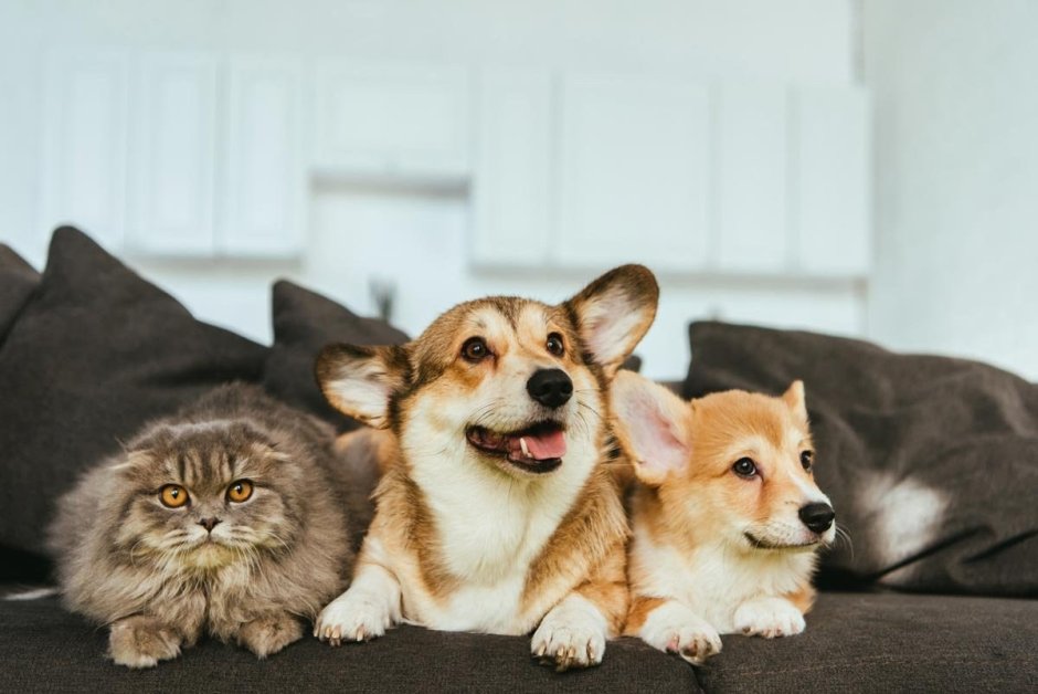Кошка корги
