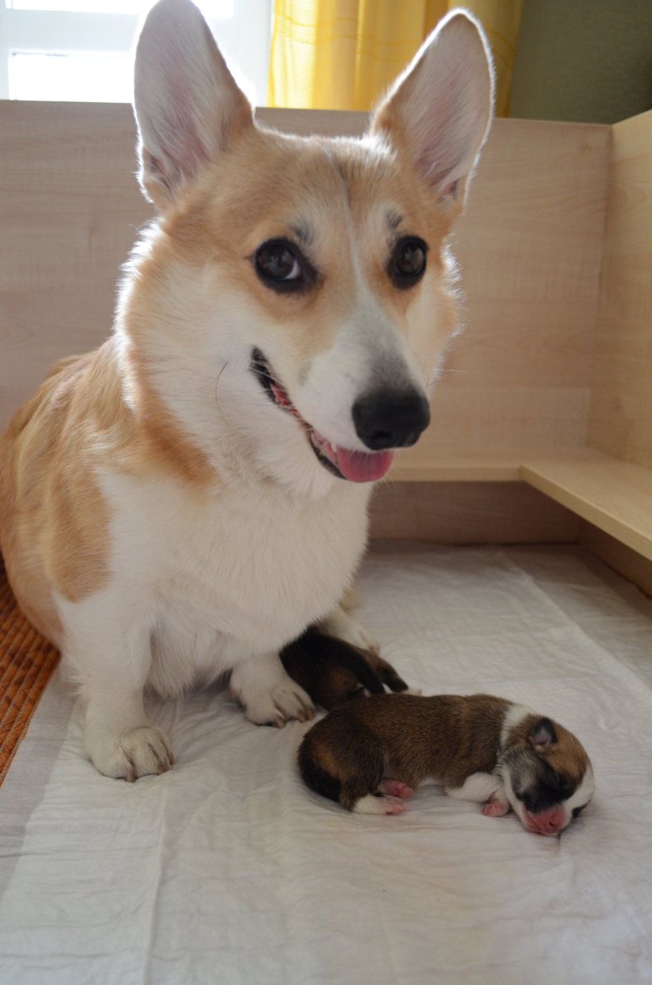 Манчкин и корги