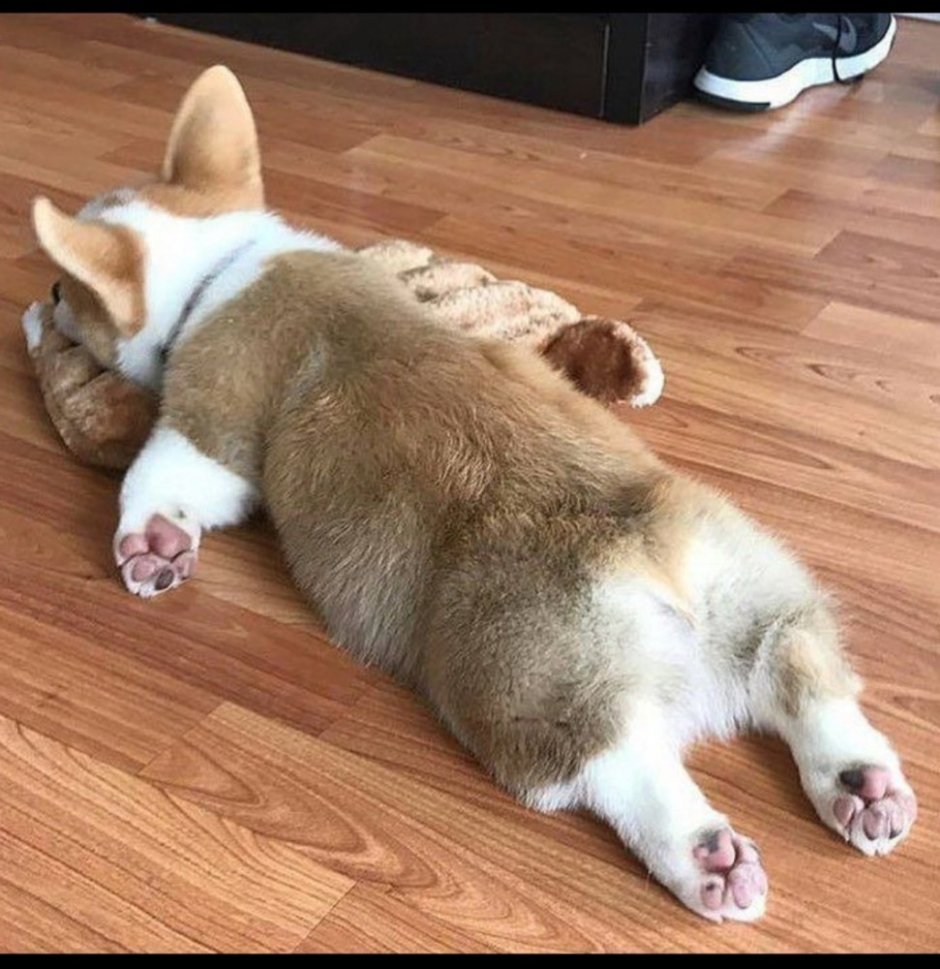 Корги пемброк Sploot