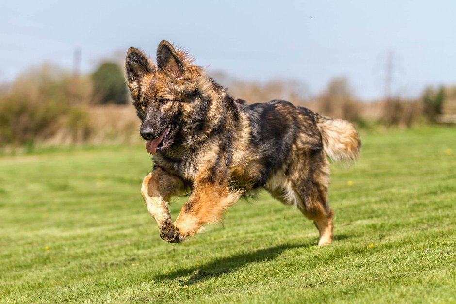 German Shepherd немецкая овчарка
