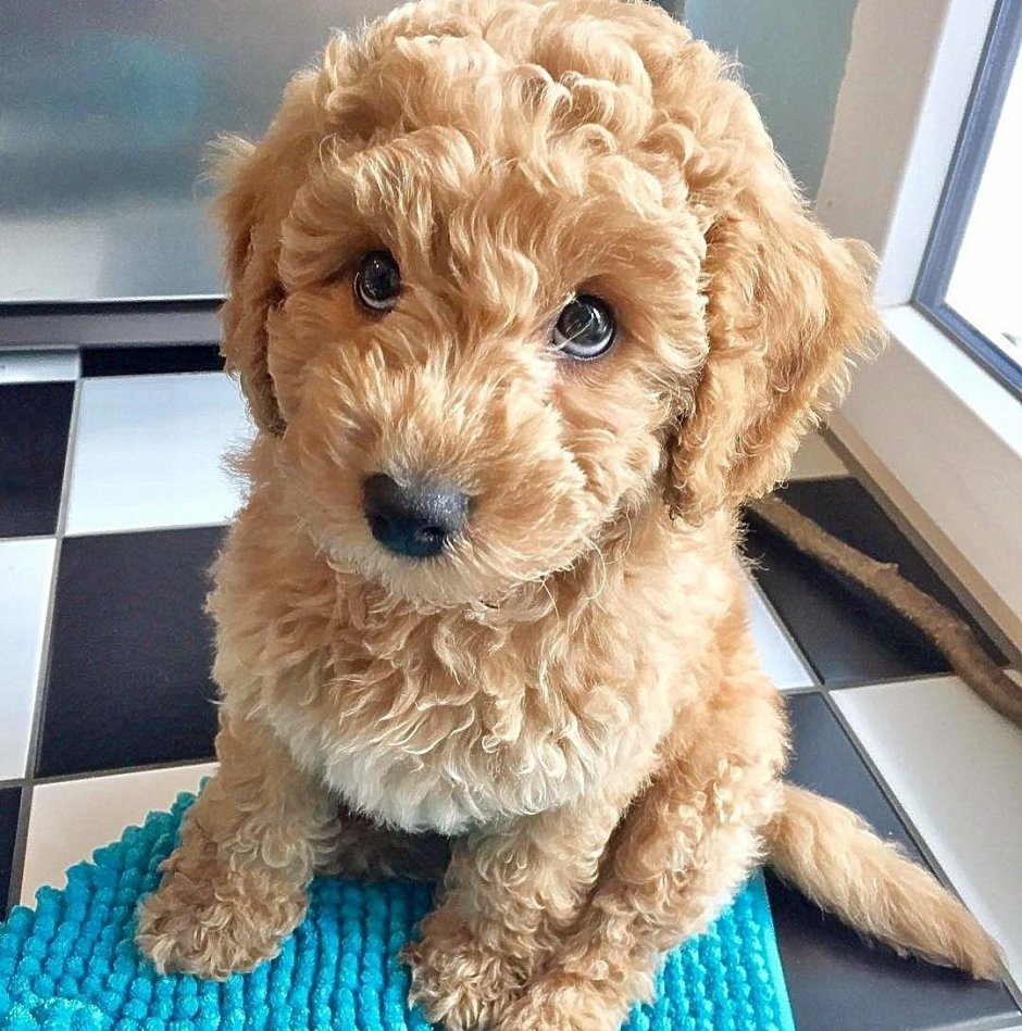 Gigantic fluffy Poodle Dogs
