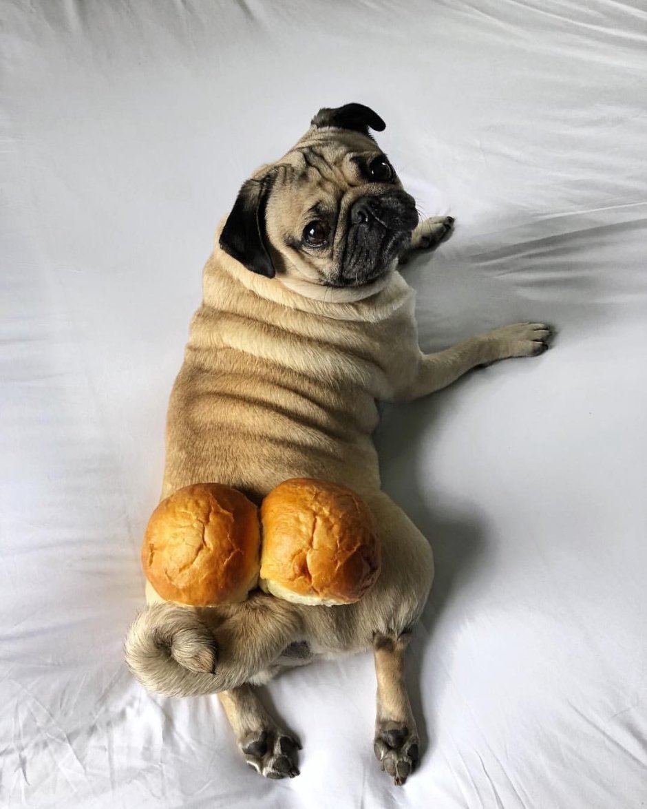 Мопс девопс