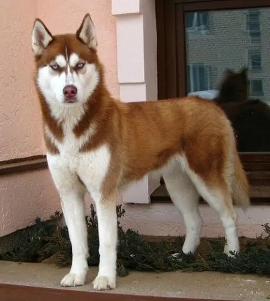 Сибирский хаски медный