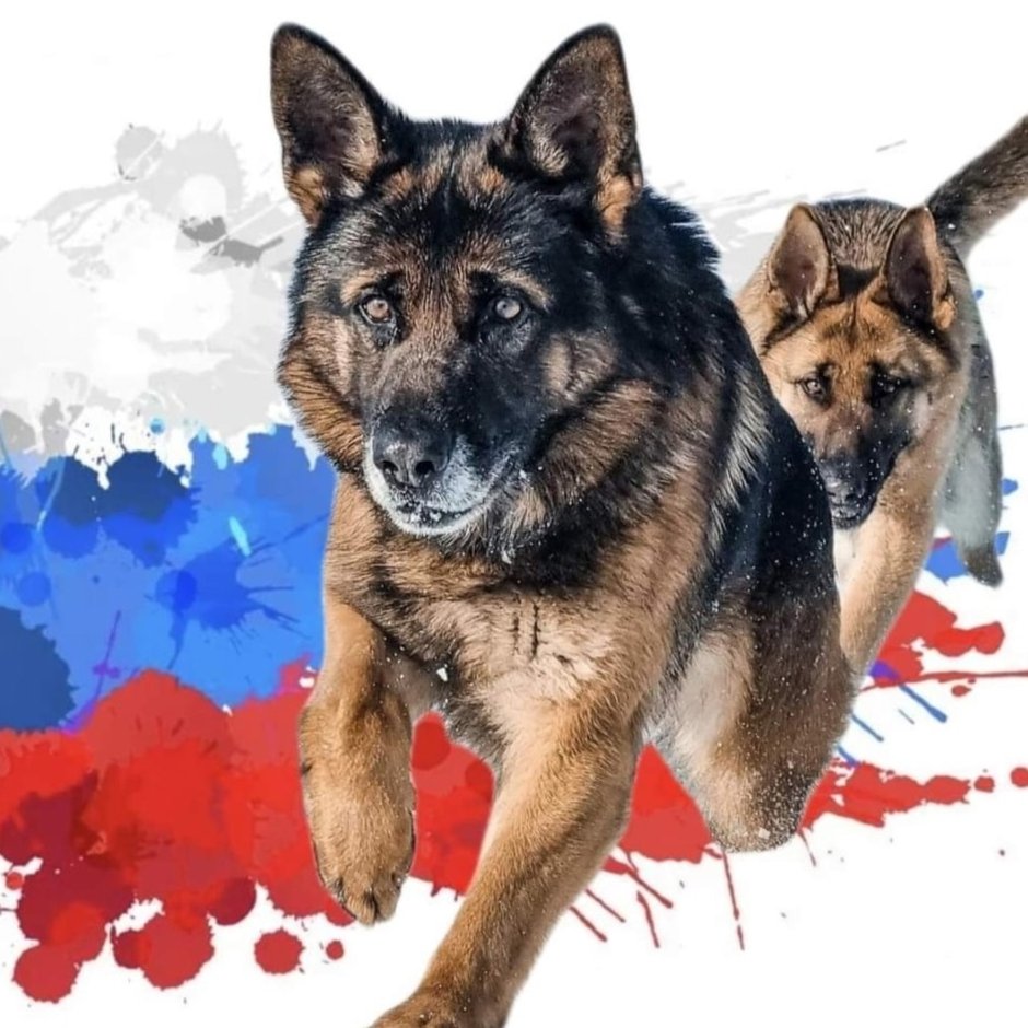 Собаки сохраненки