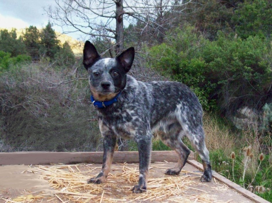 Queensland Blue Heeler