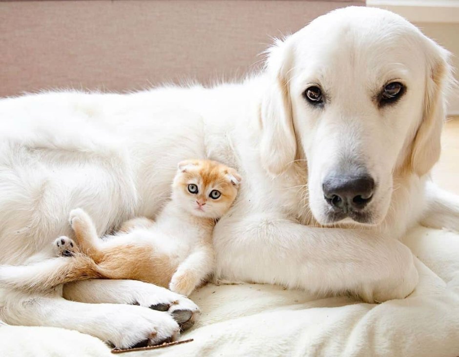Кот и собака