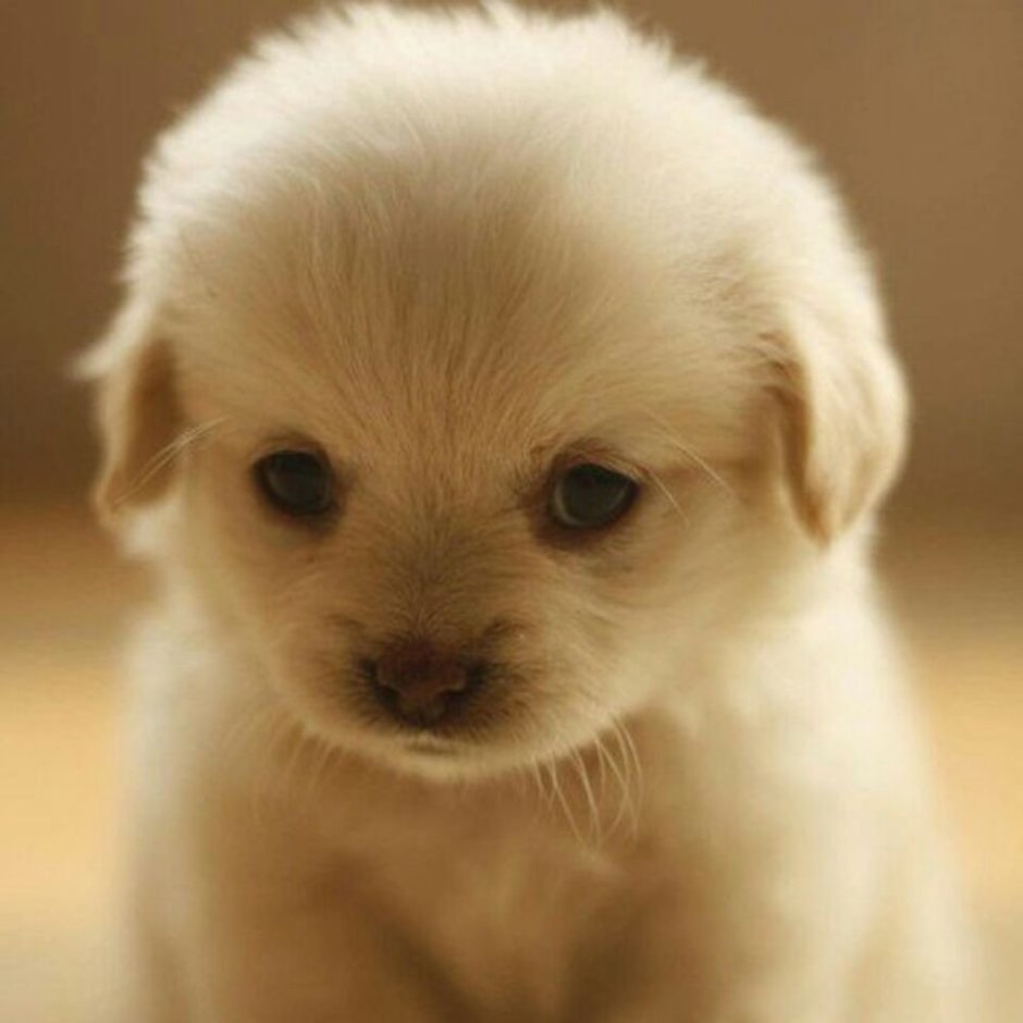 List Puppy funny
