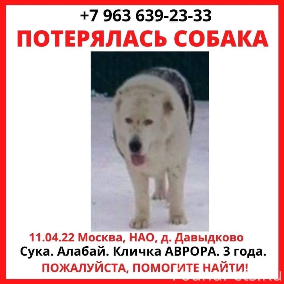 Объявление пропала собака алабай образец