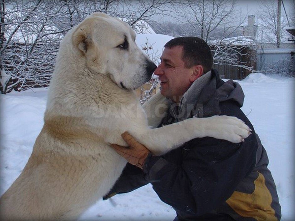 Алабай собака с хозяином